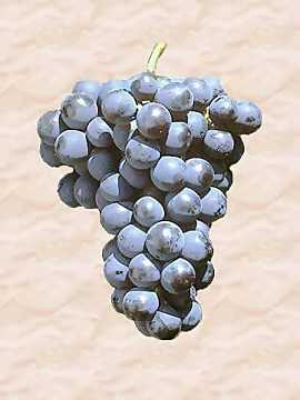 PinotNero