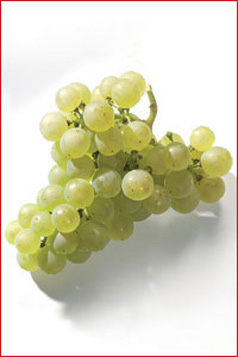 chardonnau