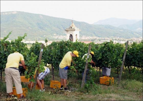 franciacorta-bs-vendemmia