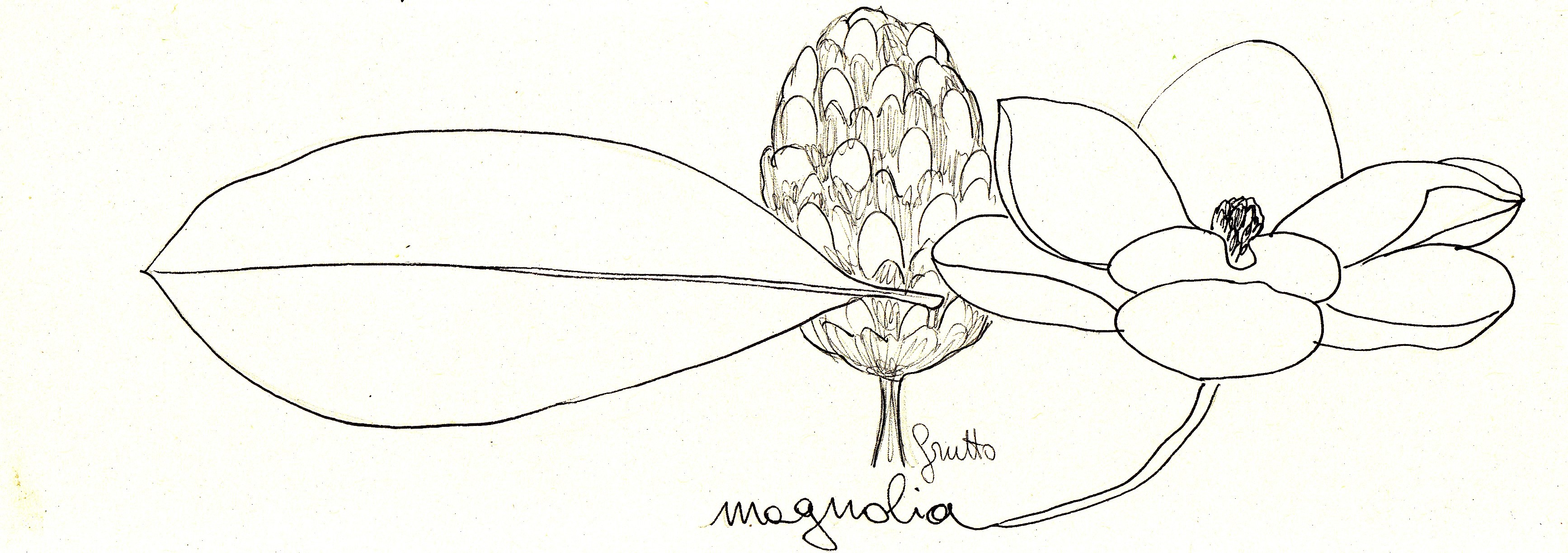 magnolia