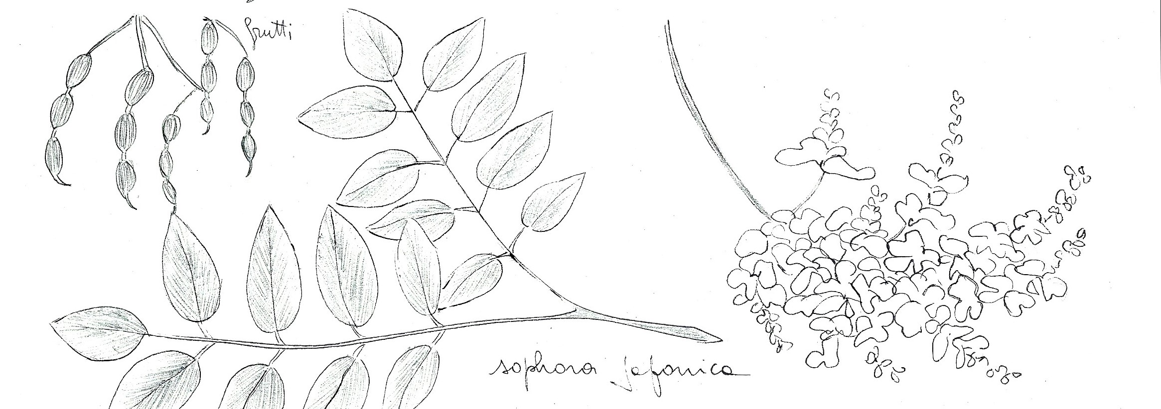 sophora japonica